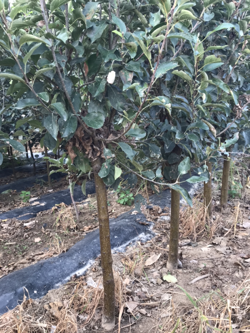 河北君林苗木种植基地2-5公分寒富、富士苹果树