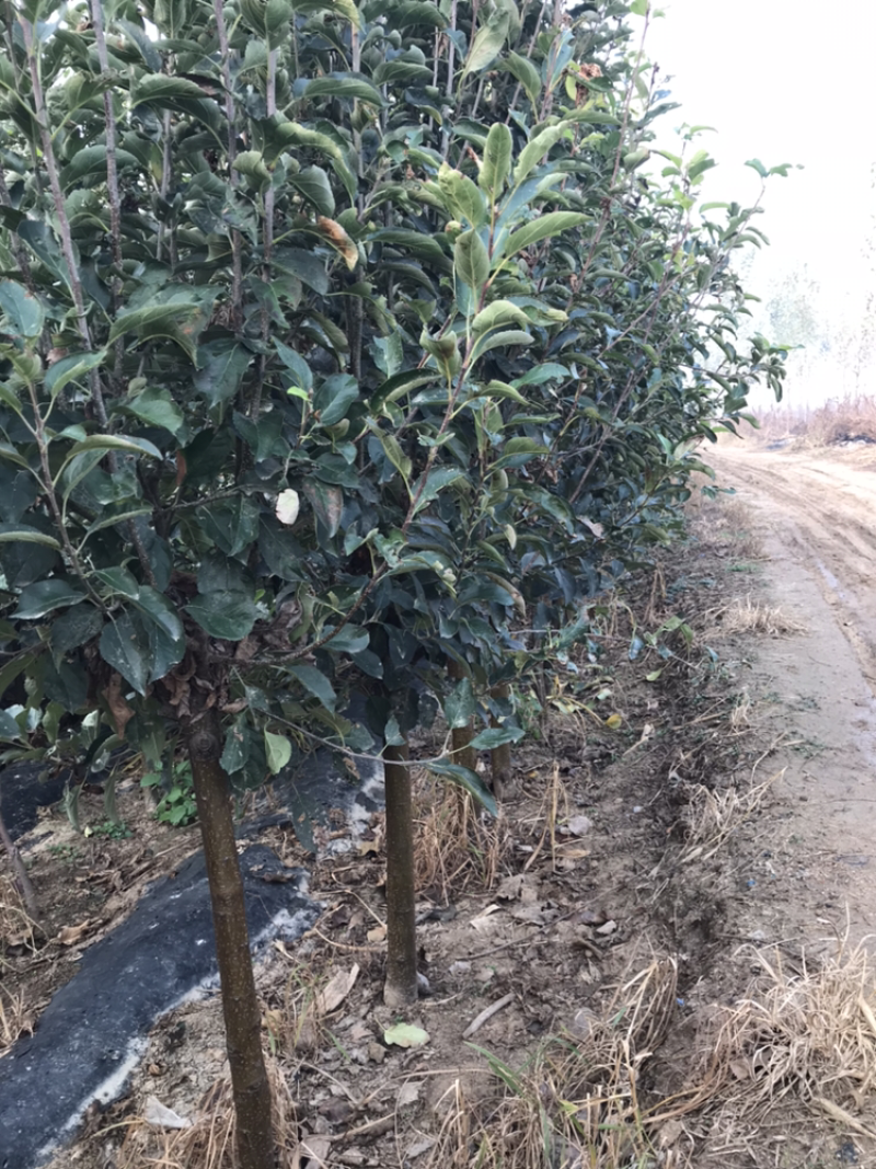 河北君林苗木种植基地2-5公分寒富、富士苹果树