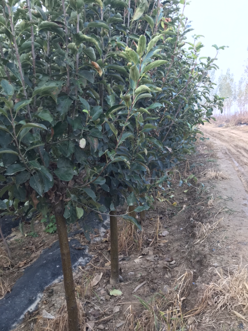 河北君林苗木种植基地2-5公分寒富、富士苹果树