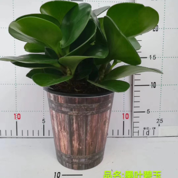 木纹懒人盆碧玉