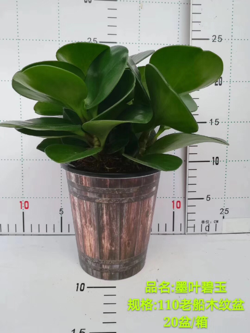 木纹懒人盆碧玉
