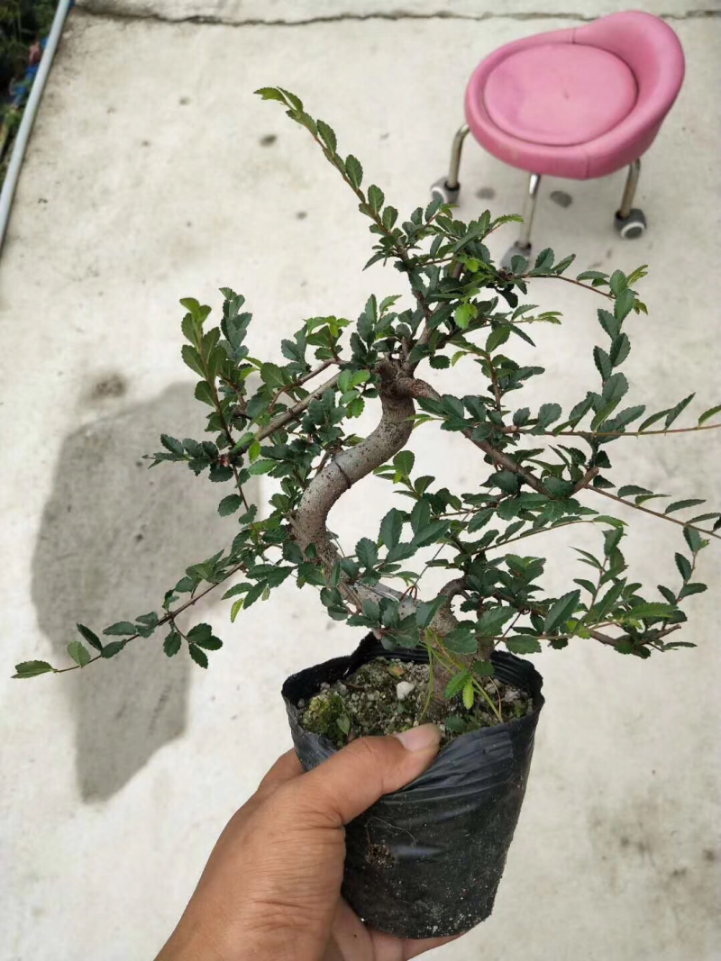 造型榆树