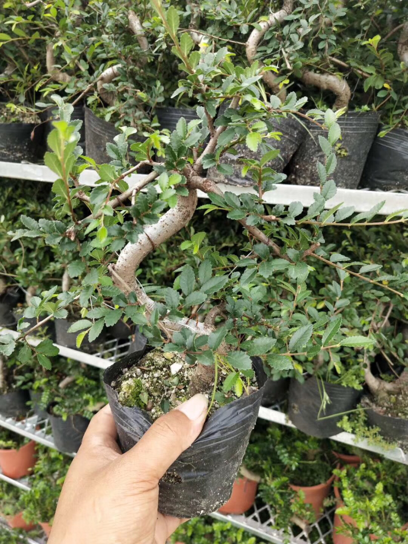 造型榆树