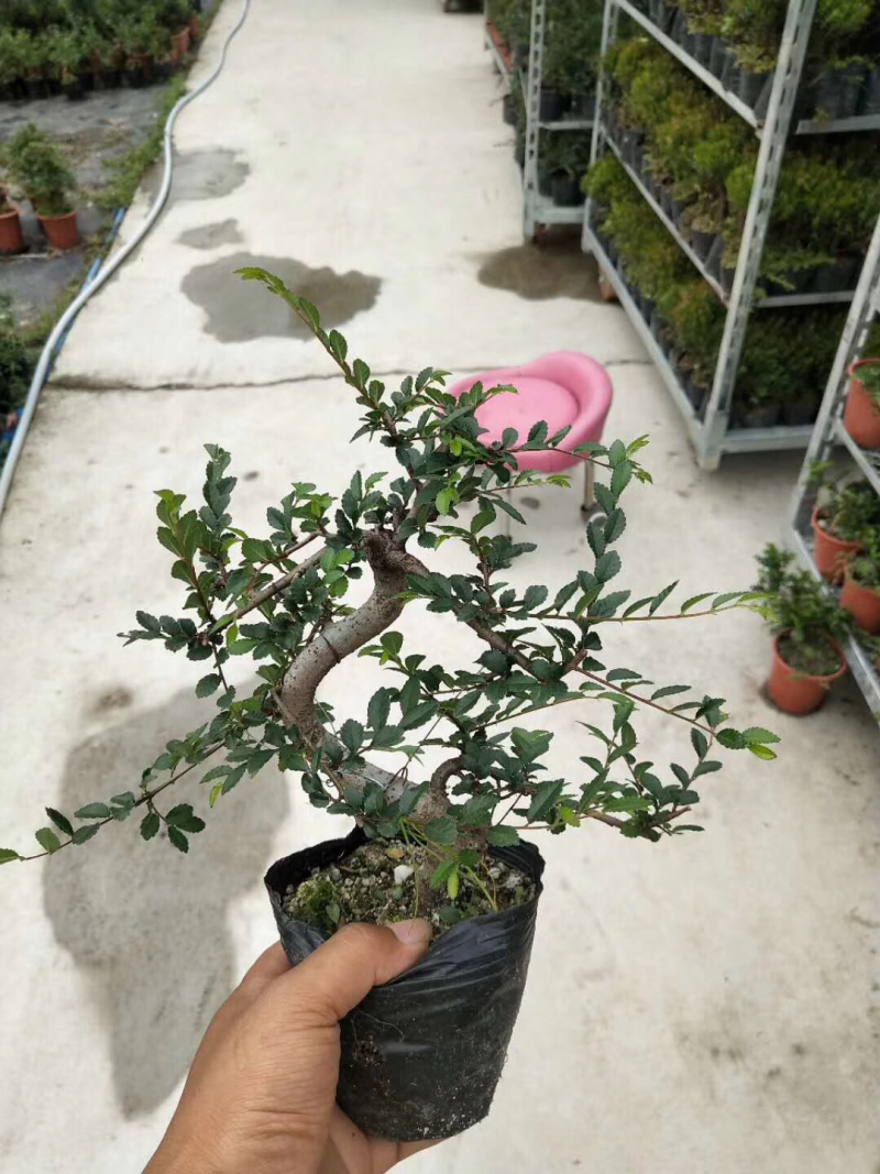 造型榆树