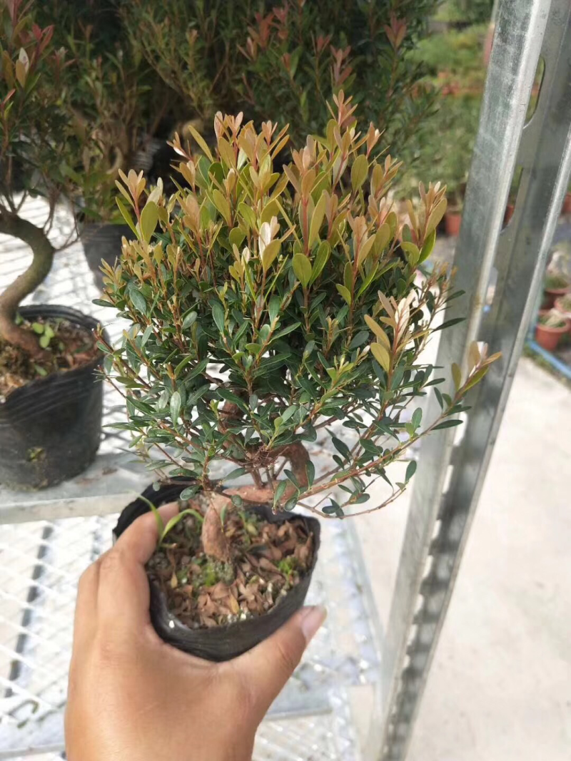 6寸寸S赤楠