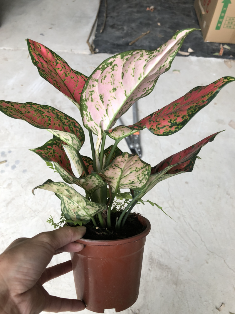 小盆栽-110如意