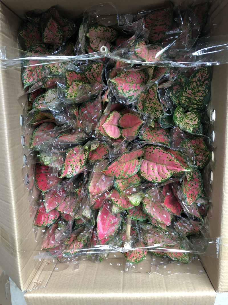 小盆栽-110如意