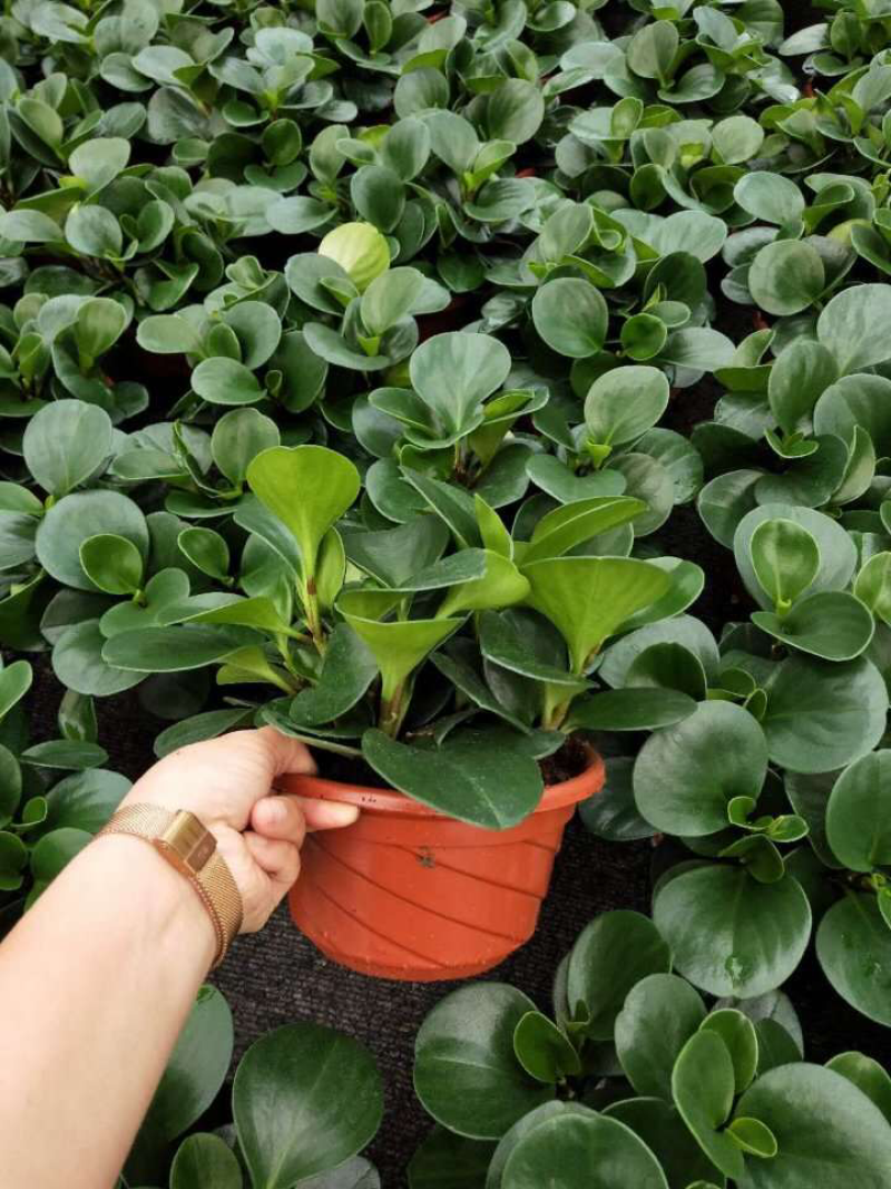 小盆栽-180墨叶碧玉