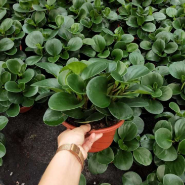 小盆栽-180墨叶碧玉