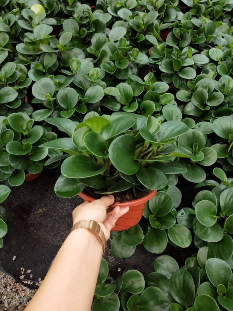 小盆栽-180墨叶碧玉