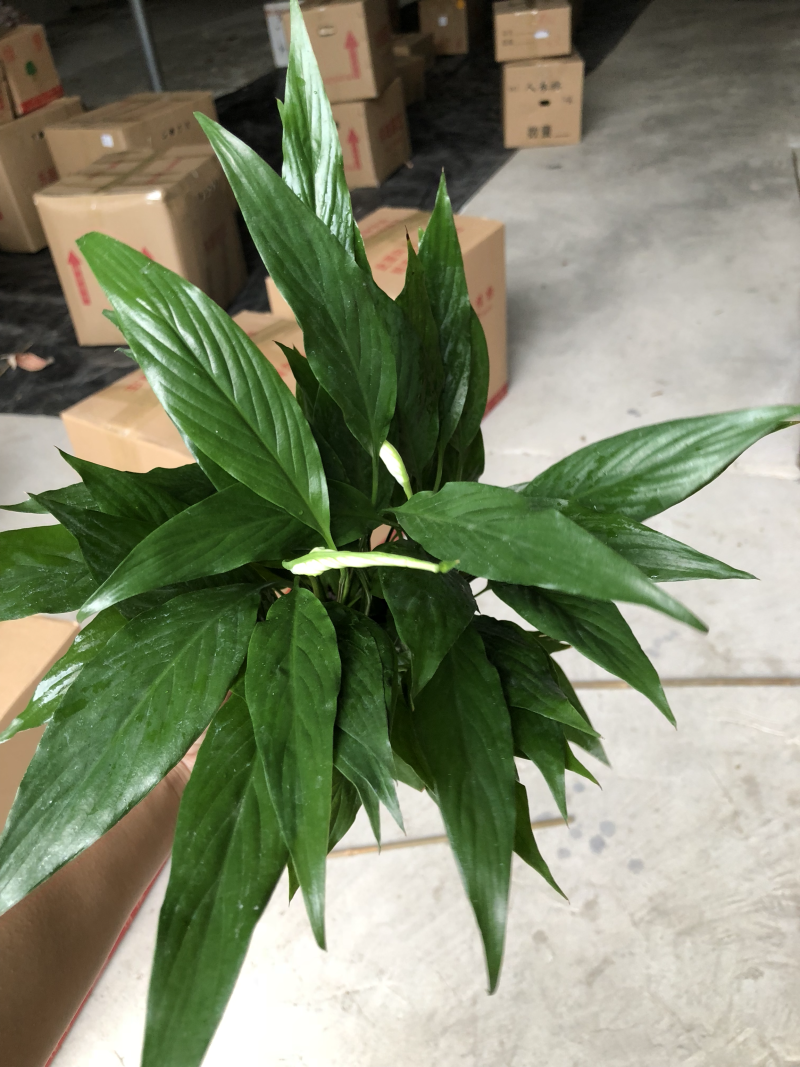 小盆栽-110维克