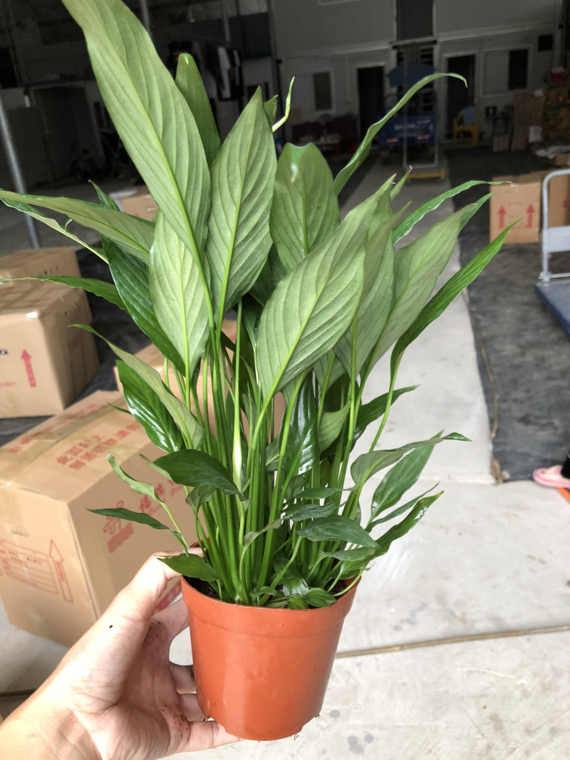 小盆栽-110维克