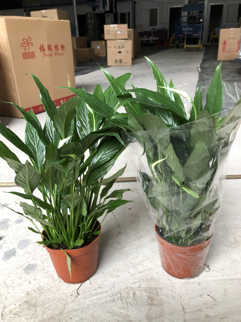 小盆栽-110维克
