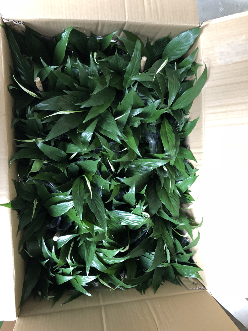 小盆栽-110维克