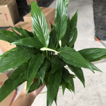 小盆栽-110维克