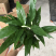 小盆栽-110维克