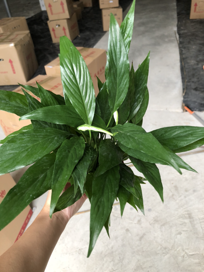 小盆栽-110维克