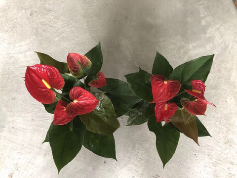 小盆栽-130红掌