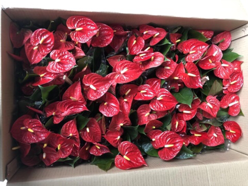 小盆栽-130红掌