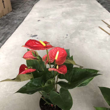 小盆栽-130红掌