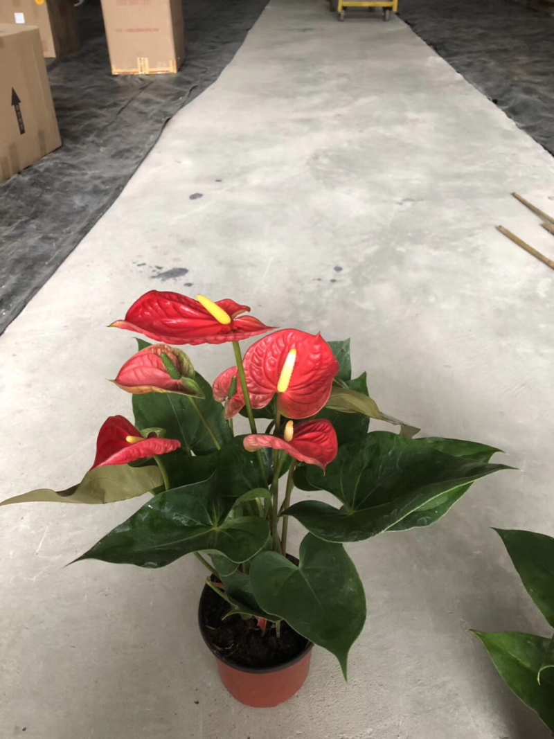 小盆栽-130红掌