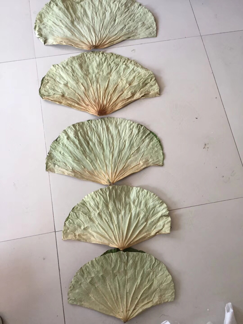 荷叶2025新山东微山湖区荷叶整张荷叶包糯米鸡