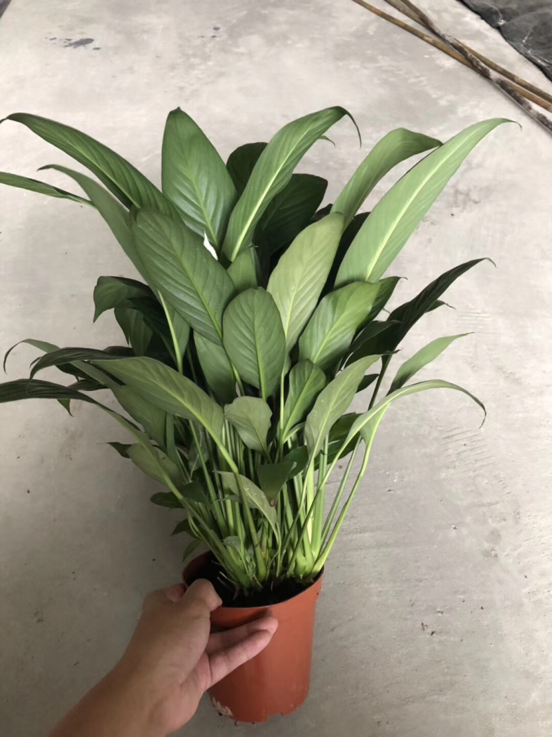 小盆栽-140美酒