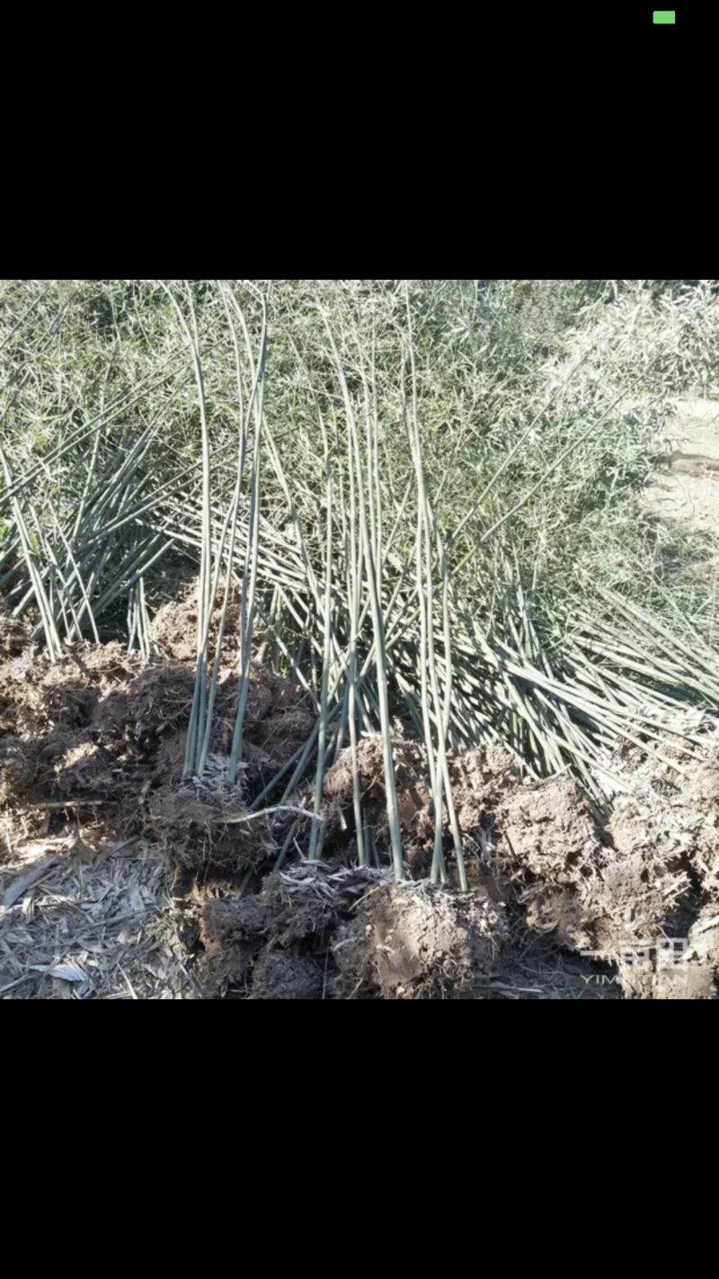 大量批发绿竹，一公分，两公分