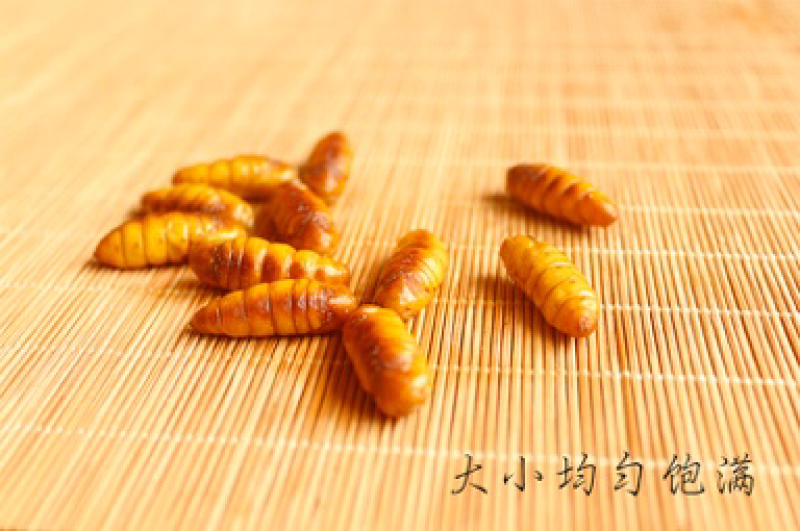 蚕蛹