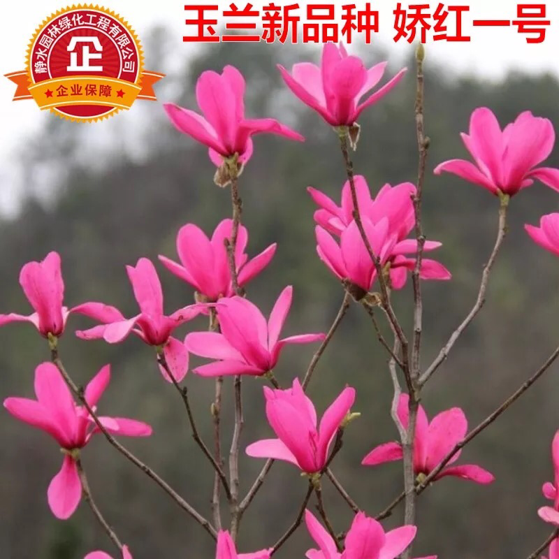 紫玉兰树苗玉兰苗嫁接玉兰花苗红玉兰白玉兰地栽绿化