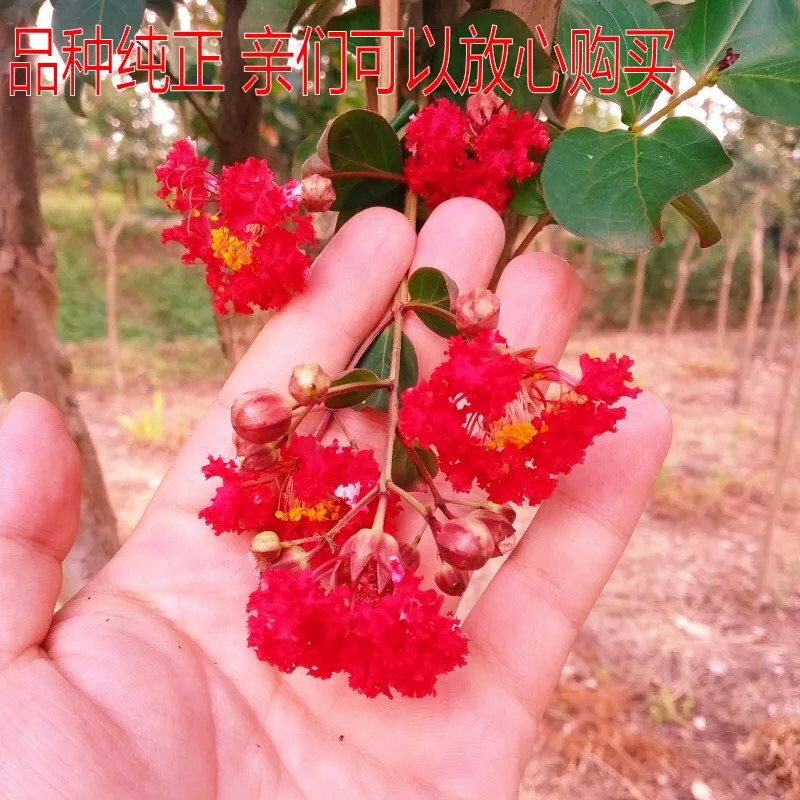 紫薇树苗紫薇紫花滋味