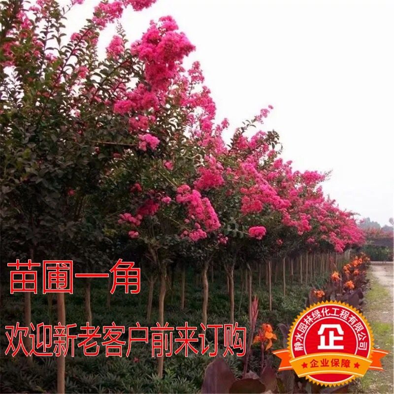 紫薇树苗紫薇紫花滋味