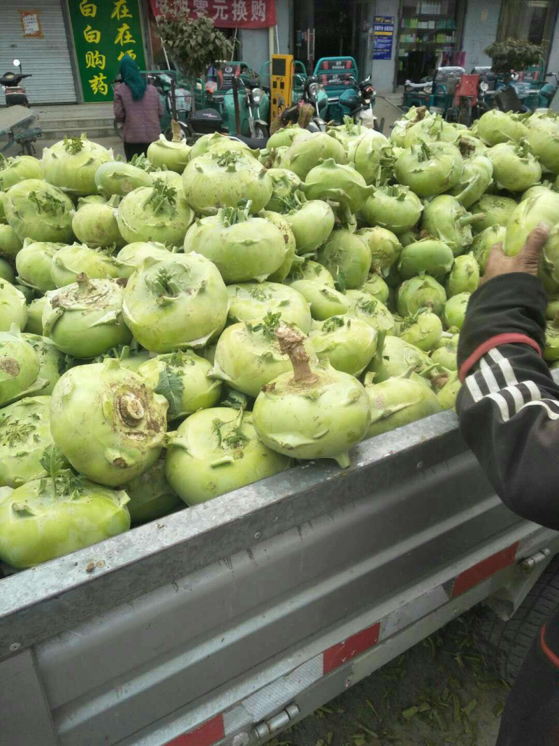 苤蓝大量供应中