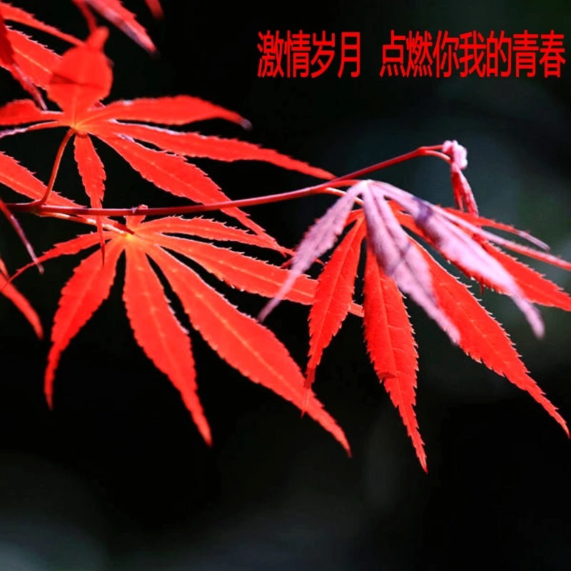 日本红枫苗三季枫树苗嫁接红枫树苗四季火焰枫庭院