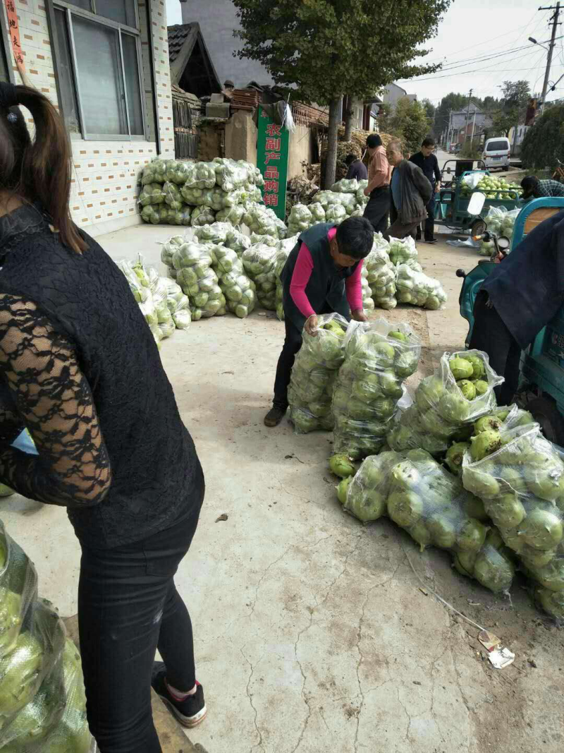 苤蓝大量供应中
