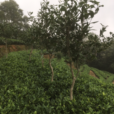 老茶树。福鼎白茶大毫茶树
