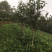 老茶树。福鼎白茶大毫茶树