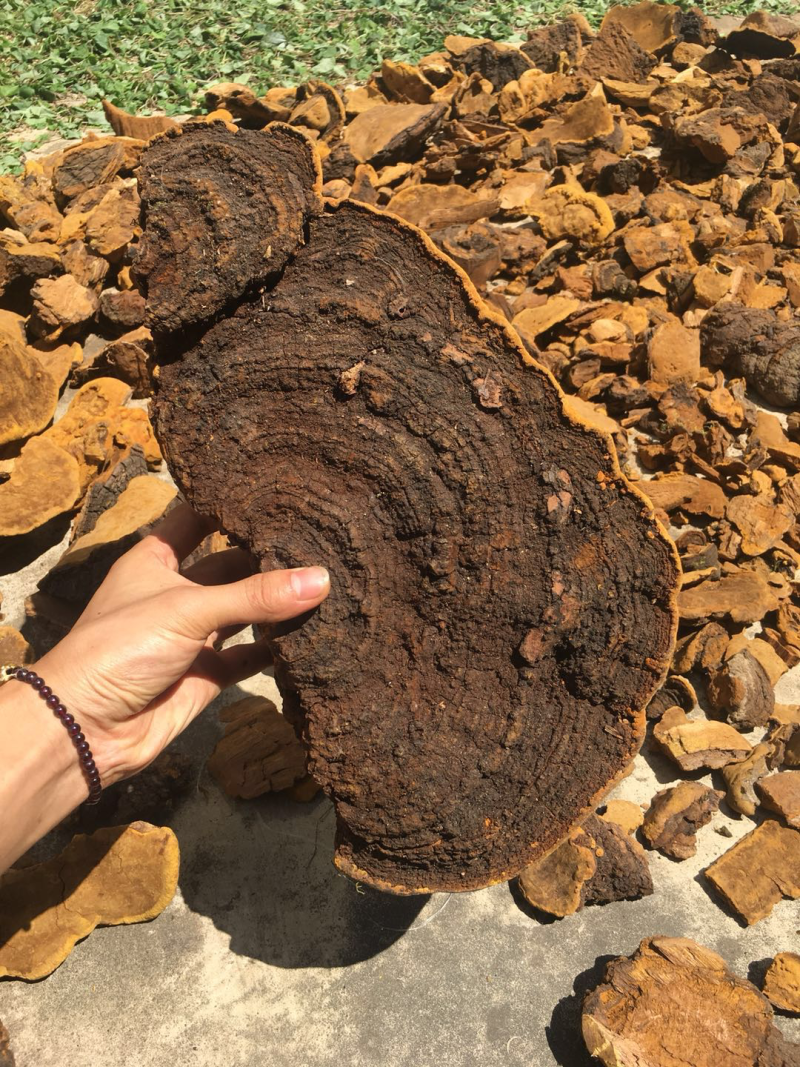 西藏桑黄灵芝正品货