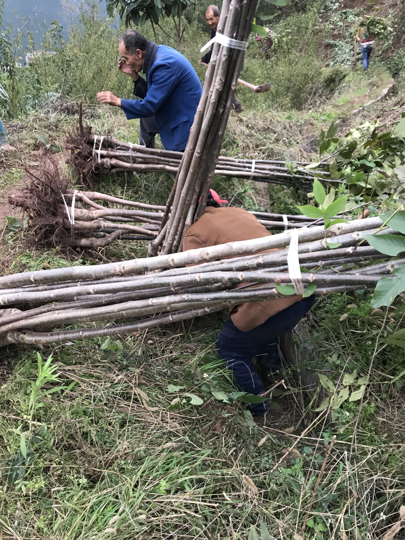 挂果核桃树