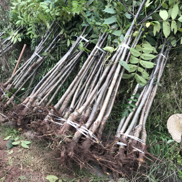挂果核桃树