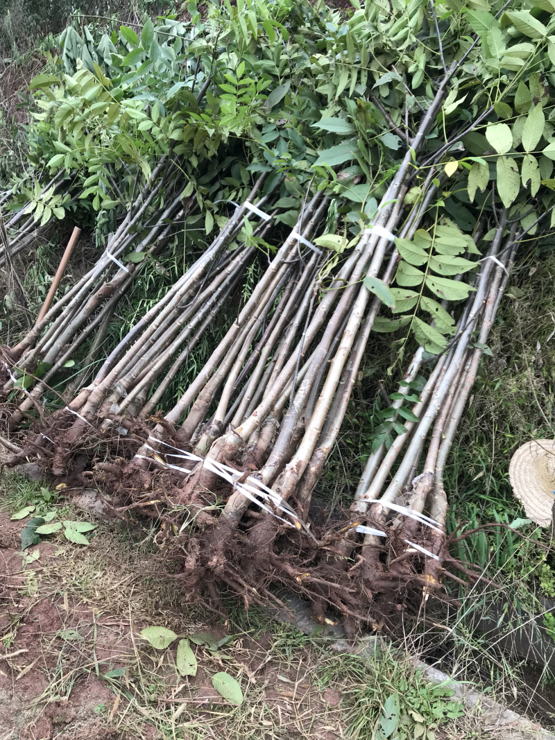 挂果核桃树
