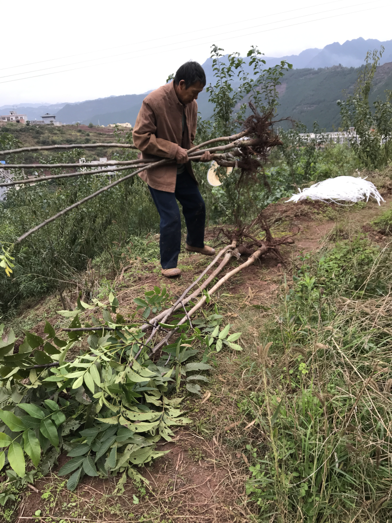 挂果核桃树