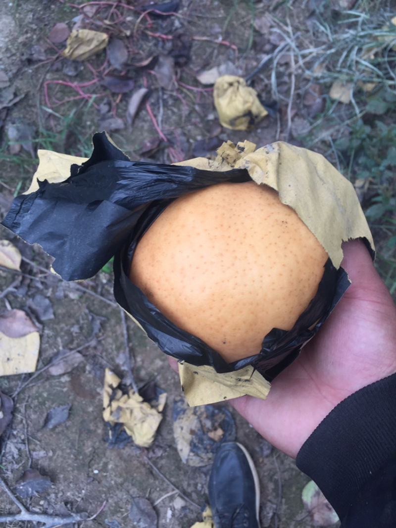 晚秋黄梨上市求合作