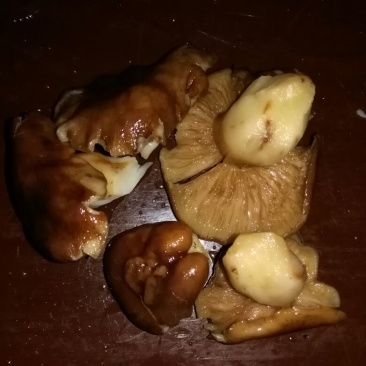 野生菌一级