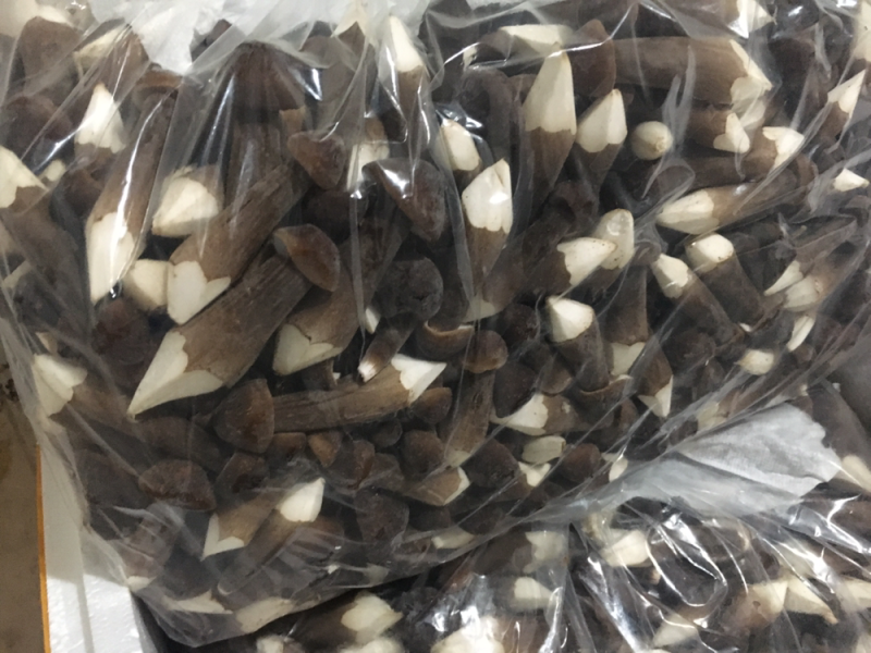 鸡枞菌长年供应