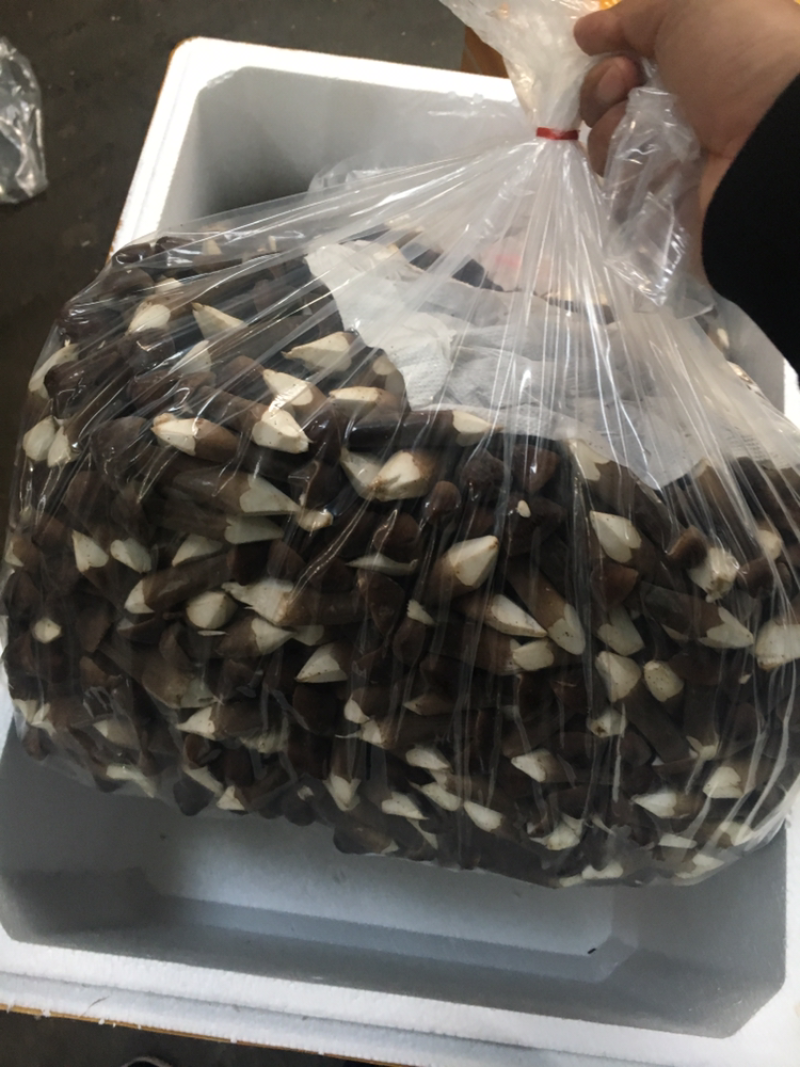 鸡枞菌长年供应