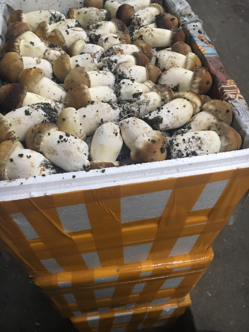 大球盖
