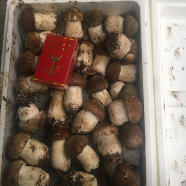 大球盖