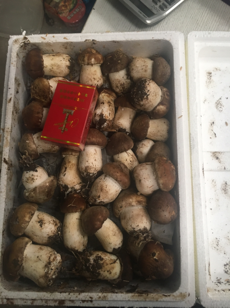 大球盖