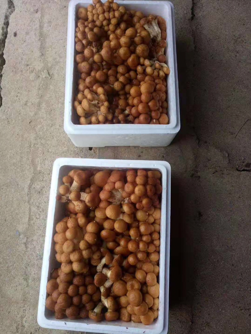 滑子菇